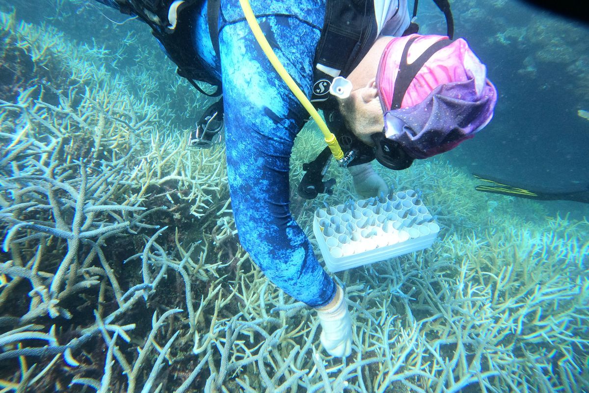 Researcher on the Reef