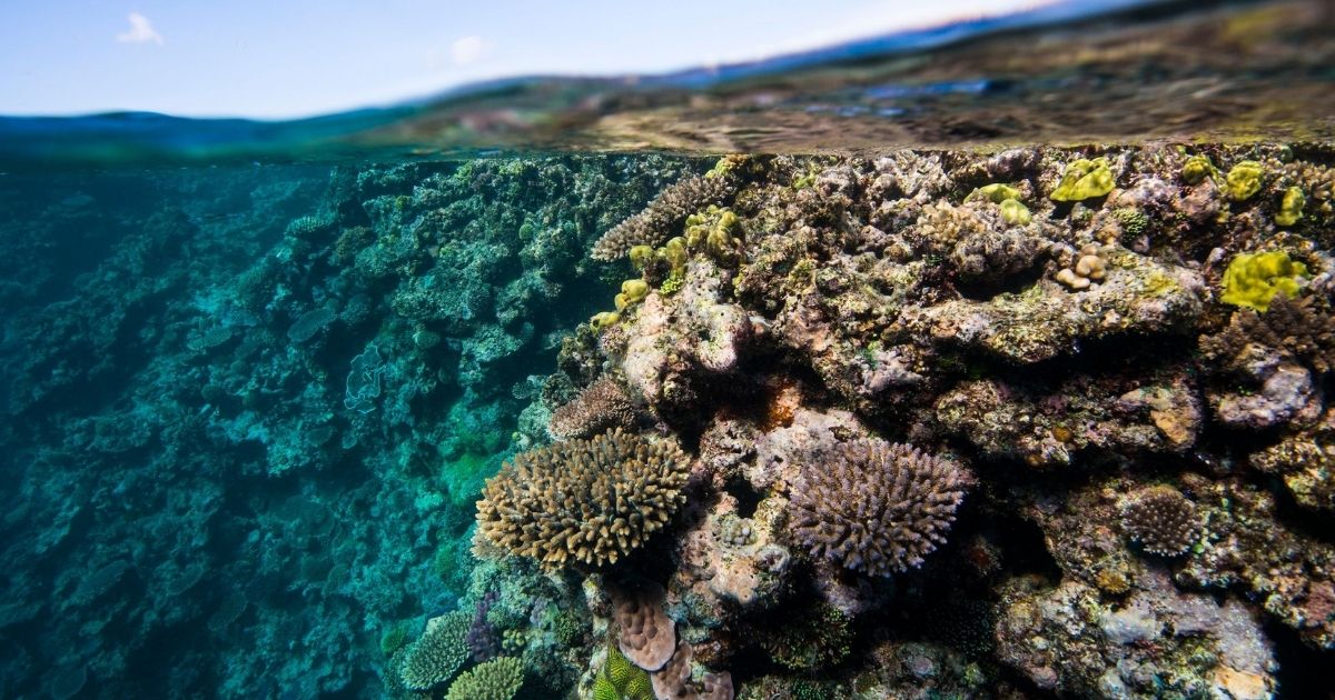 Donate to help the Great Barrier Reef