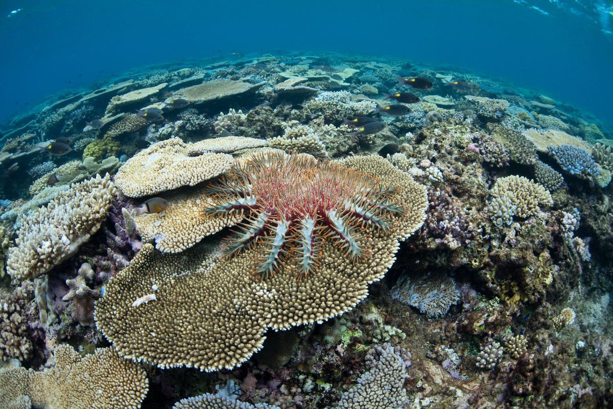 Crown of Thorns Starfish