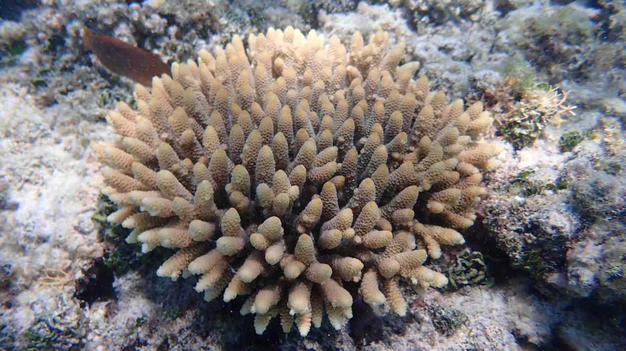 Coral IVF Coral